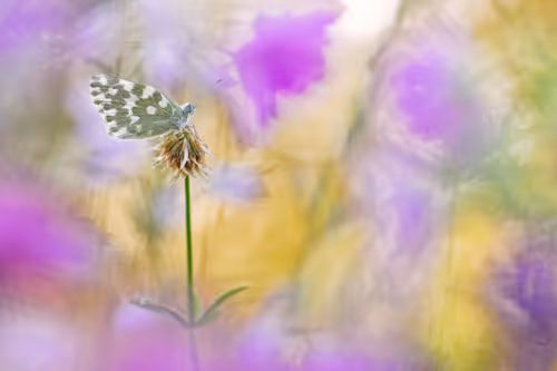 Item #93266284144830197482070166844715761700417272028228172866766761864664618893313 Media