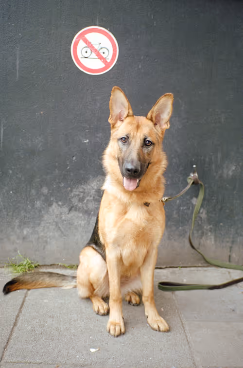 Item #64073144841343757614716512507723910140908511863865217898604629607214525448193 Media