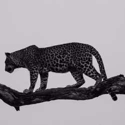 'Dusk Hunt' - Botswana, Africa