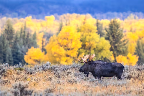 Item #19207338348144225692080396183640865546201068415206893468727031809084420521985 Media