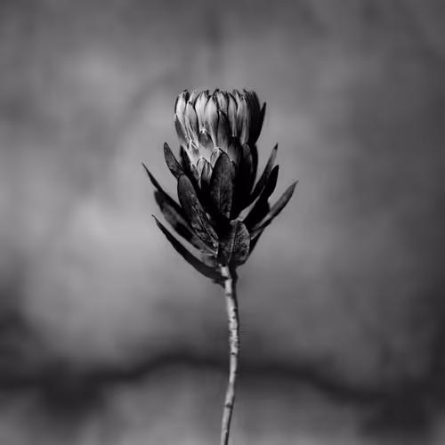 Anthos #57 - King Protea