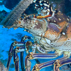 80965803268169370603932631570667161375508893671094224909166964099624644640769