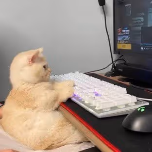 catboard