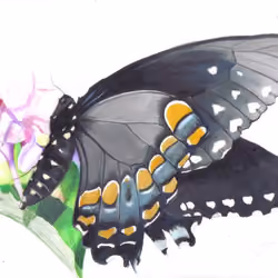 Butterfly manga 