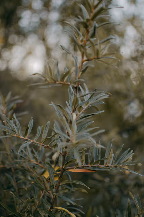 Item #89749655781633695214918973850275472722969414754438239918620403777638802391041 Media