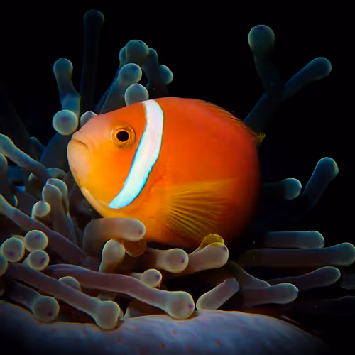 Anemone Fish