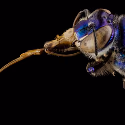 purple orchid bee 2