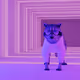 Trash Panda Vibes