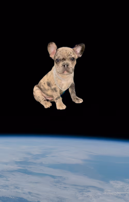 Item #67037274440608150470100459990670935726162063003688534097553107002547341623297 Media