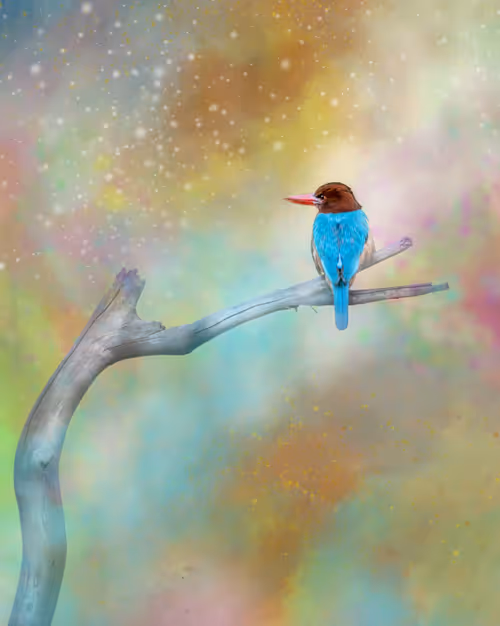 Item #20879904977050231781978559907445915739532146362246903749837269918306426421249 Media