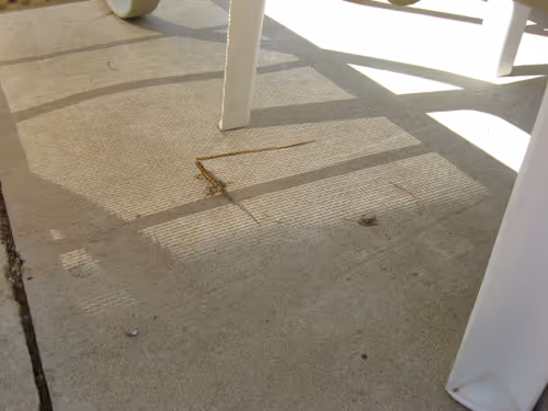 Item #49780404214023394125628081485635193078207366864253774489702248297121775091713 Media