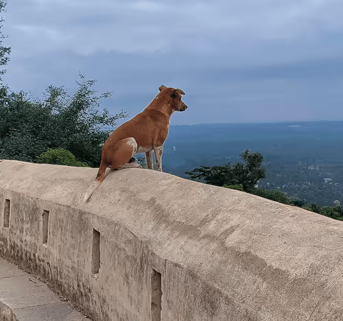 Item #33884978773652834998492452678806383072382496266847956265453593674388594491393 Media