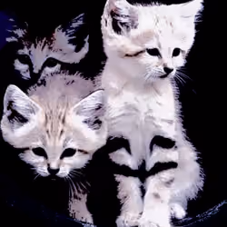 Three Brothers