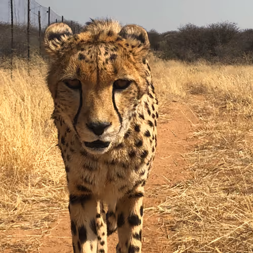 The staring Cheetah