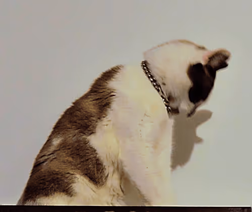 Item #84029125642455646751627882964449646871643598257410714142822988240905790554113 Media