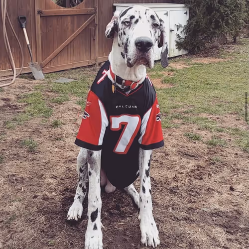 Duck Vick