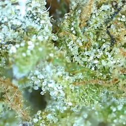 Cali Trichomes