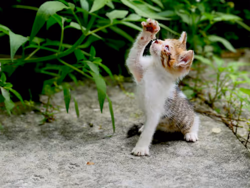 Item #55455677318123595031509472603724202920888355633279889545160944710617940361217 Media