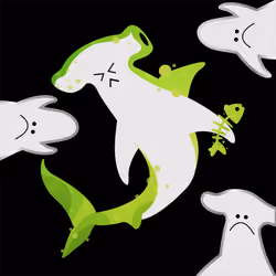 Hammerhead Shuck #466