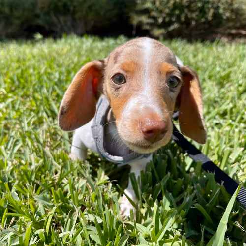 Item #3898553481777928447875654508319745577702835649877580186705307898004098777098 Media