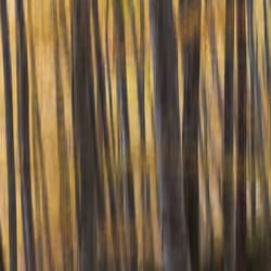 Beeches in Autumn #3