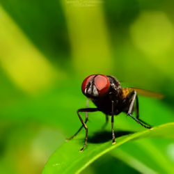 macro 10