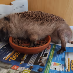 Best place to sleep for a hedgehog