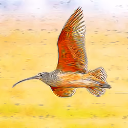 Long-billed Curlew #001