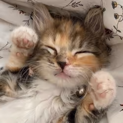 meow