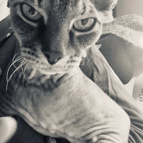 Untitled Collection #16146048