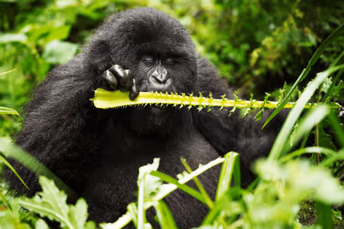 Gorillas - This collection has moved to a manifold contract.