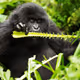 Gorillas - This collection has moved to a manifold contract.