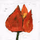 Tuliptures