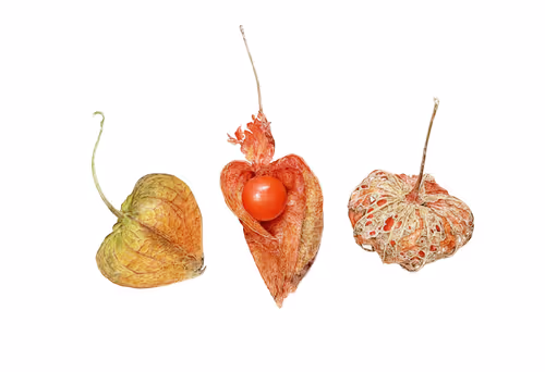 Item #113489034304621262780688231826605953110850630037048369512317058360173058326533 Media