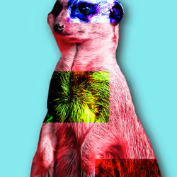 MEERKAT.