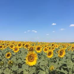 Amazing Sunflower 9