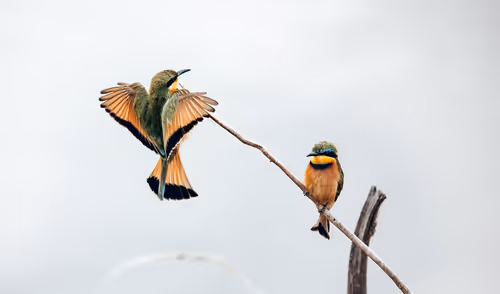 Item #46146454175190830687847236221543248864679735900060228179798027774800951246849 Media