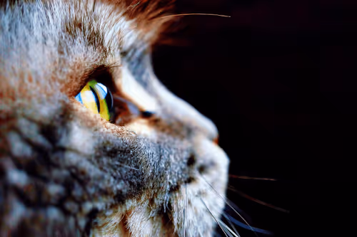 Item #5064369323868941142529800422530870608449267944386714411348494263707638956033 Media