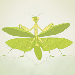 Miomantis Caffra