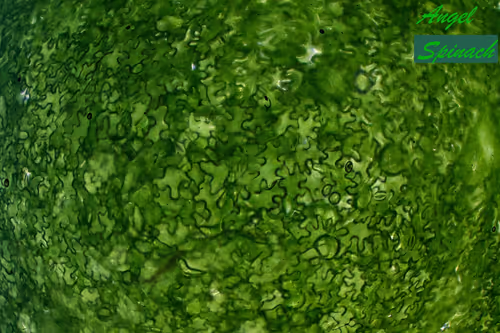 Item #83492542219966292281678492459995273614130213244614101144777663968545263845377 Media