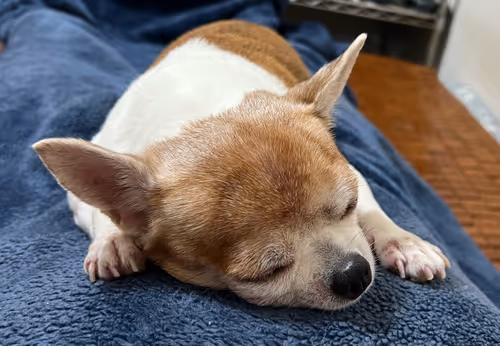 Item #15302775719274355672256911249162138837258661550744590229590932584396364972033 Media