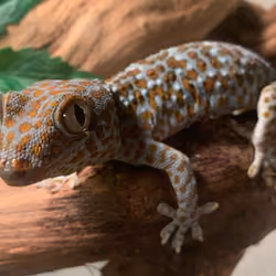 cool tokay geckos