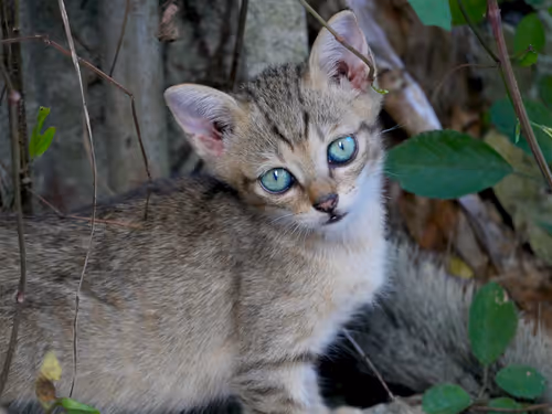 Item #55455677318123595031509472603724202920888355633279889545160944699622824083457 Media