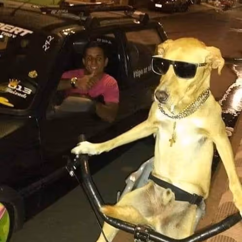 Doggos'