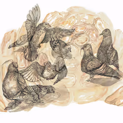 Pigeons