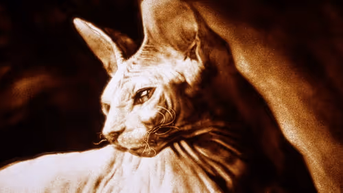 Item #64547877753568412469425259004769380681143227933510953498710243223890135351297 Media