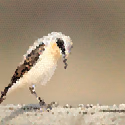 Wheatear's humility