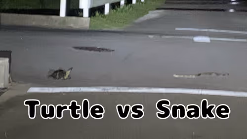 Item #25391620055355465650483119862381713856962525474541674748301181160934732726273 Media