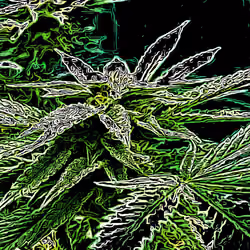 Top Shelf Cannabis - Alien Food