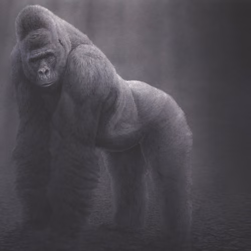 Berengei Berengei